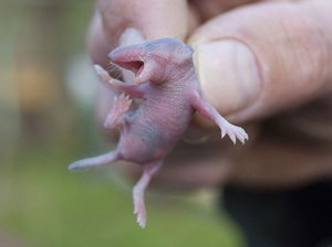 Naked and blind baby shrew