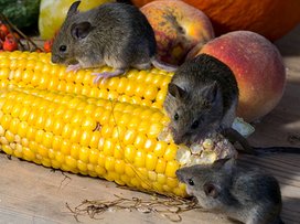 Ratones comiendo