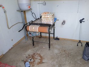 Rattenbefall in Hühnerstall: Rattenloch am Boden, 2 Fallen installiert