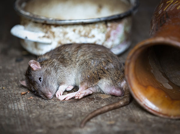 Infestation de rats avec du poison
