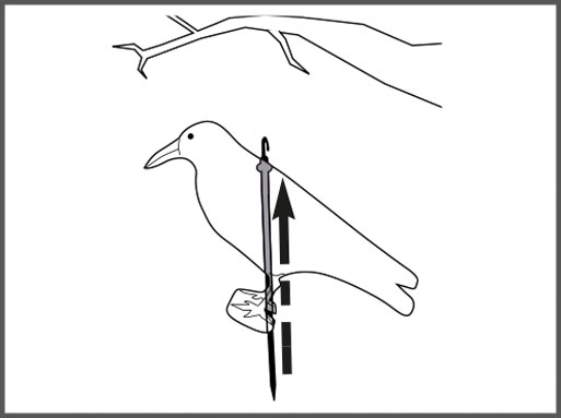Bird Repeller-Raven