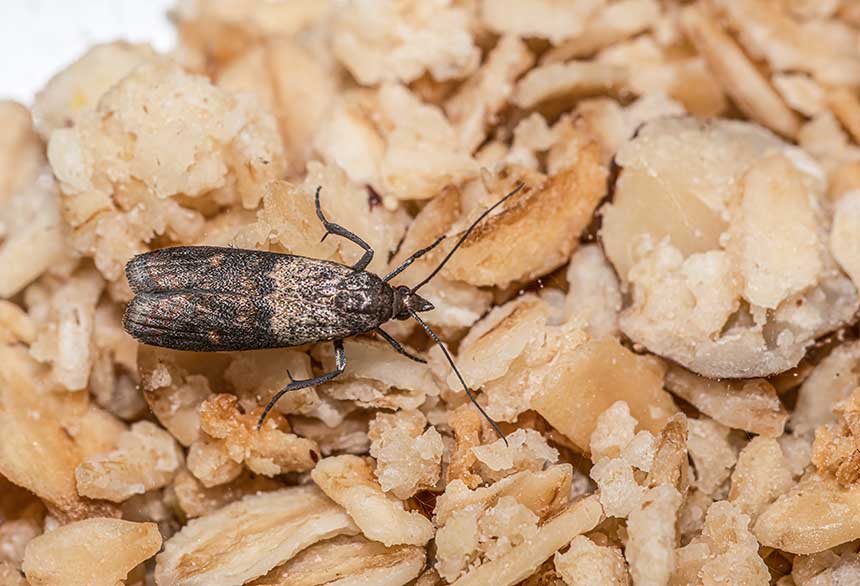[Translate to Suomi:] indian-meal moth on oatmeal